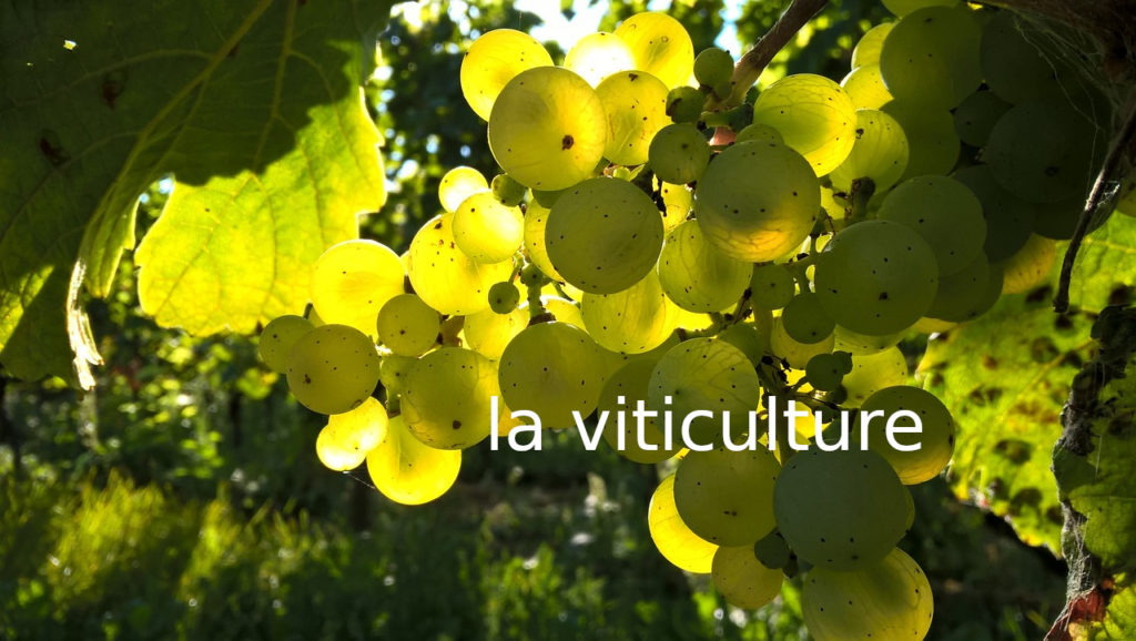 Pour la viticulture, les produits Nat&co